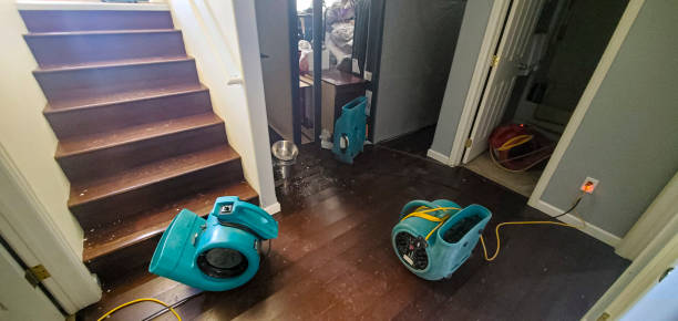 Best Mold removal after water damage  in Shepherd, TX
