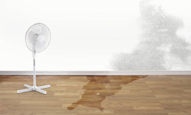 Best Water damage repair service  in Shepherd, TX